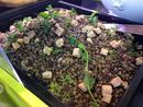 Salade de Lentilles